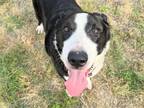 Adopt Tenor a Black Mixed Breed (Large) / Mixed dog in Georgetown, TX (38349950)