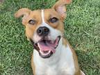 Adopt Levi a Tan/Yellow/Fawn - with White American Staffordshire Terrier / Mixed