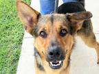 Adopt Kiolbassa a Tan/Yellow/Fawn Mixed Breed (Large) / Mixed dog in Georgetown
