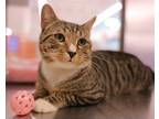 Adopt Adam a Brown Tabby Domestic Shorthair / Mixed cat in Salem, MA (38498549)