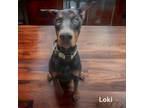 Adopt Loki a Doberman Pinscher, Mixed Breed