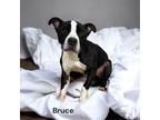 Adopt Bruce a Terrier, Mixed Breed