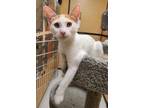 Adopt Lazare a White (Mostly) Domestic Shorthair (short coat) cat in La Quinta