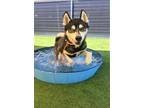 Adopt NICO a Black Siberian Husky / Mixed dog in Tustin, CA (38327267)