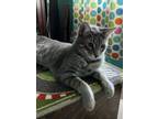 Adopt Sassafras a Domestic Short Hair, Tabby