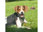 Adopt Otis Haven a Beagle