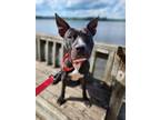 Adopt Vader a American Staffordshire Terrier, Pit Bull Terrier