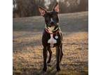 Adopt Vader a American Staffordshire Terrier, Pit Bull Terrier
