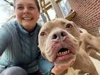 Adopt Mack a American Staffordshire Terrier, Pit Bull Terrier