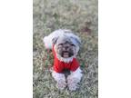 Adopt Diddy Kong - Ready for Adventure! a Shih Tzu, Havanese