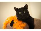 Adopt Blackjack a All Black Domestic Shorthair (short coat) cat in Jacksonville