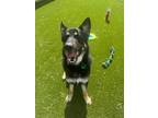 Adopt Hugo a German Shepherd Dog