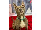 Adopt Clovis a Pit Bull Terrier