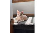 Adopt Chip a Domestic Shorthair / Mixed (short coat) cat in Viroqua