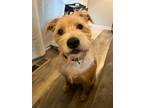 Adopt Cooper a Wirehaired Terrier, Australian Shepherd