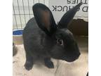 Adopt Hopscotch a Black Other/Unknown / Other/Unknown / Mixed rabbit in Wheaton