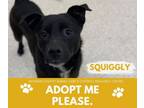 Adopt SQUIGGLY a Labrador Retriever, Mixed Breed