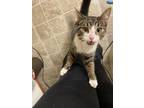 Adopt Dyno a Domestic Short Hair