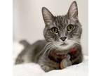 Adopt Gray a Domestic Shorthair / Mixed cat in Port Washington, NY (38581865)
