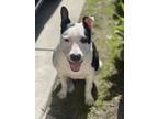Adopt Coco a Black - with White American Pit Bull Terrier / Mixed dog in Long