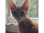 Adopt Noiki Keslie fa a Orange or Red Domestic Shorthair / Mixed cat in