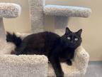 Adopt Onyx a All Black Domestic Mediumhair / Mixed (medium coat) cat in