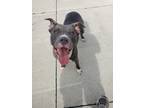 Adopt Penny a Gray/Blue/Silver/Salt & Pepper Terrier (Unknown Type