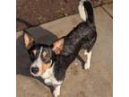 Adopt Sully a Jack Russell Terrier, Corgi