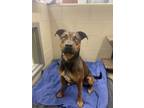 Adopt Bruno a Brown/Chocolate Mixed Breed (Medium) / Mixed dog in Knoxville
