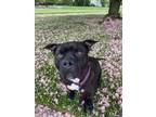 Adopt Queen a Black American Pit Bull Terrier / Mixed dog in Westampton