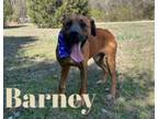 Adopt Barney 29603 a Labrador Retriever, Mixed Breed