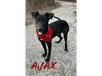 Adopt Ajax 29535 a Labrador Retriever, Mixed Breed