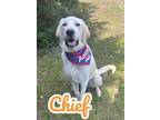 Adopt Chief 123783 a Labrador Retriever, Golden Retriever