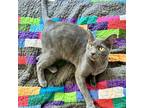 Adopt Yellowstone a Gray or Blue Domestic Shorthair / Mixed (short coat) cat in