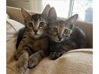 Adopt Roquefort and Reblochon (bonded pair) a Domestic Shorthair / Mixed (short