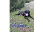 Adopt Arthur 29602 a Labrador Retriever, Mixed Breed