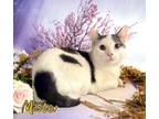 Adopt Mister 123787 a Domestic Short Hair