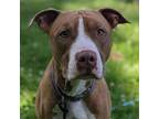 Adopt Trombone a Pit Bull Terrier