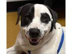 Adopt Bob a Dalmatian