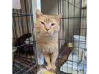 Adopt Butters a American Shorthair