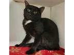 Adopt Polka Dot Begonia a Domestic Short Hair