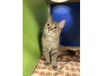 Adopt Swan a Brown or Chocolate Domestic Shorthair / Domestic Shorthair / Mixed