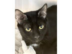 Adopt Sylvester a All Black Domestic Shorthair / Domestic Shorthair / Mixed cat