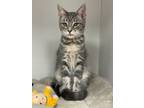 Adopt Ulysses S. Grant a Gray or Blue Domestic Shorthair / Domestic Shorthair /