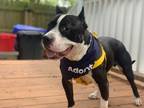 Adopt Vortex a Black Mixed Breed (Medium) / Mixed dog in Chamblee, GA (38331422)