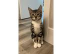 Adopt Milly a Brown or Chocolate (Mostly) Domestic Shorthair / Mixed (short