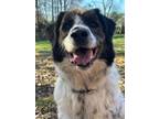 Adopt Joey a Border Collie, Setter