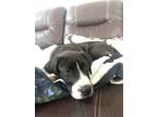 Adopt Ron a Border Collie, American Staffordshire Terrier