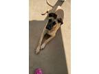 Adopt Toki a Black - with Tan, Yellow or Fawn Black Mouth Cur dog in Hermitage