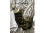 Adopt Spicy Beefcake24 a Domestic Short Hair